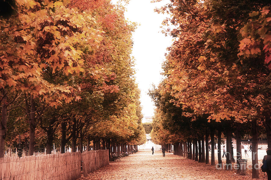 Paris Tuileries Row of Trees - Jardin des Tuileries Autumn Fall Colors Tree Landscape  Photograph by Kathy Fornal