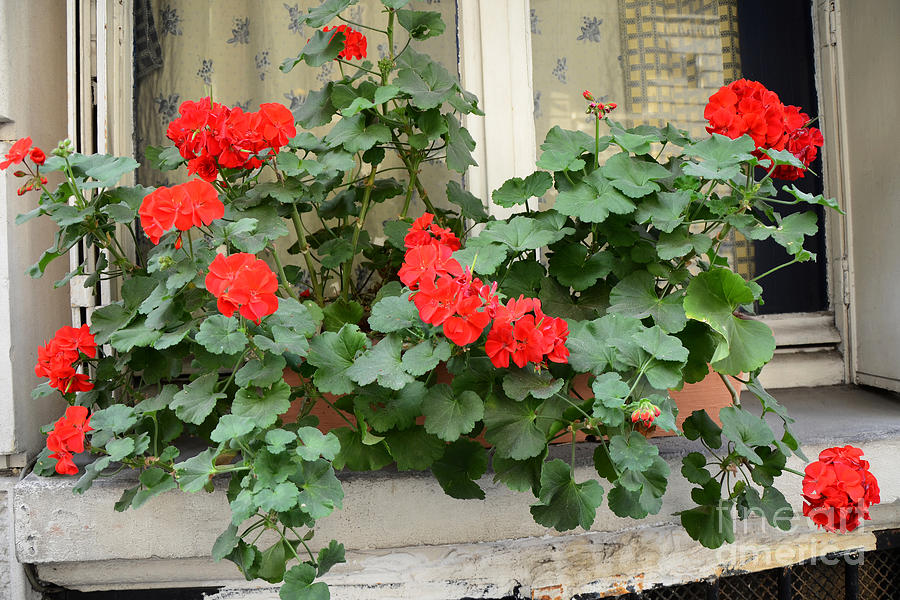 Paris Window Flower Box Geraniums - Paris Red Geraniums Window Flower Box Photograph by Kathy Fornal
