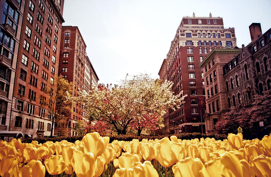 Park Avenue in the Spring  Photograph by Vivienne Gucwa