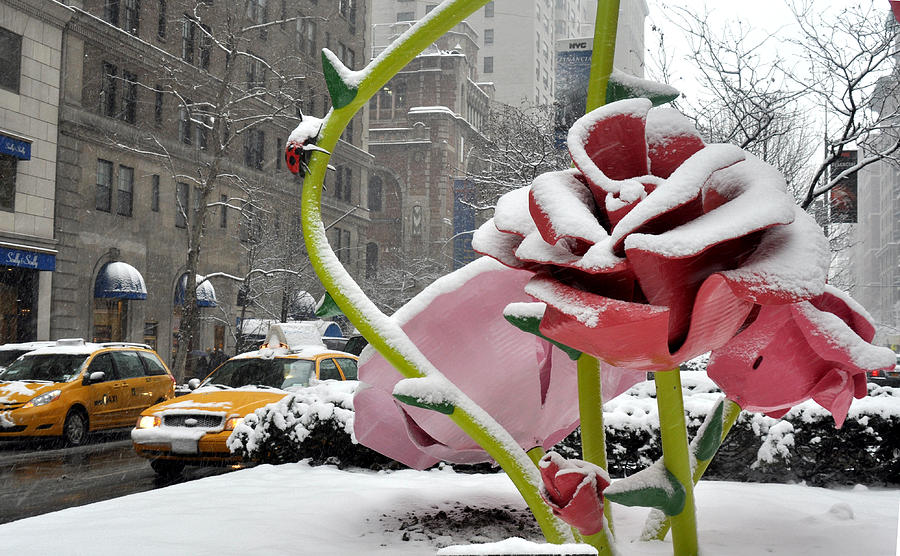 Winter Photograph - Park Avenue Rose in the Snow by Diane Lent