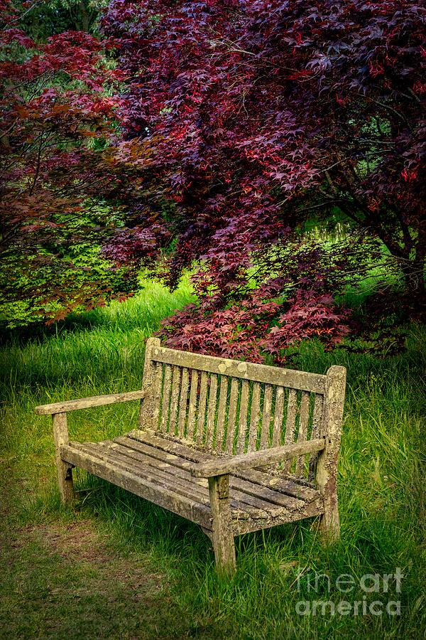Fall Photograph - Park Bench by Adrian Evans