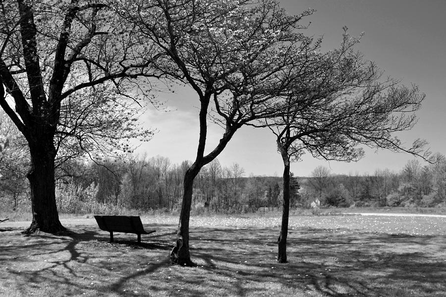 Park Bench Photograph by Ann Bridges