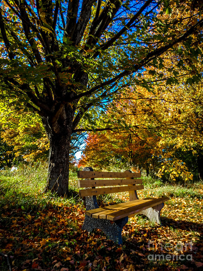 Park Bench Photograph by Charlene Gauld - Fine Art America