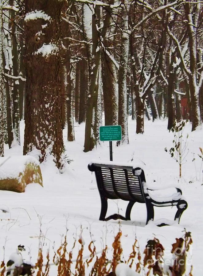 Park Bench in the winter Photograph by Brigitte Emme