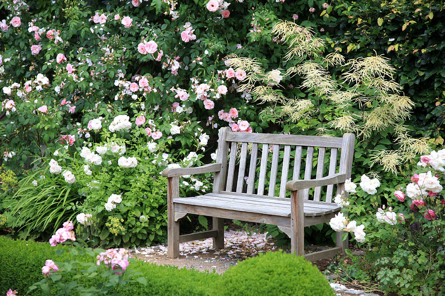 Park bench sitting vacant near bushes of flowers Photograph by Aloha_17