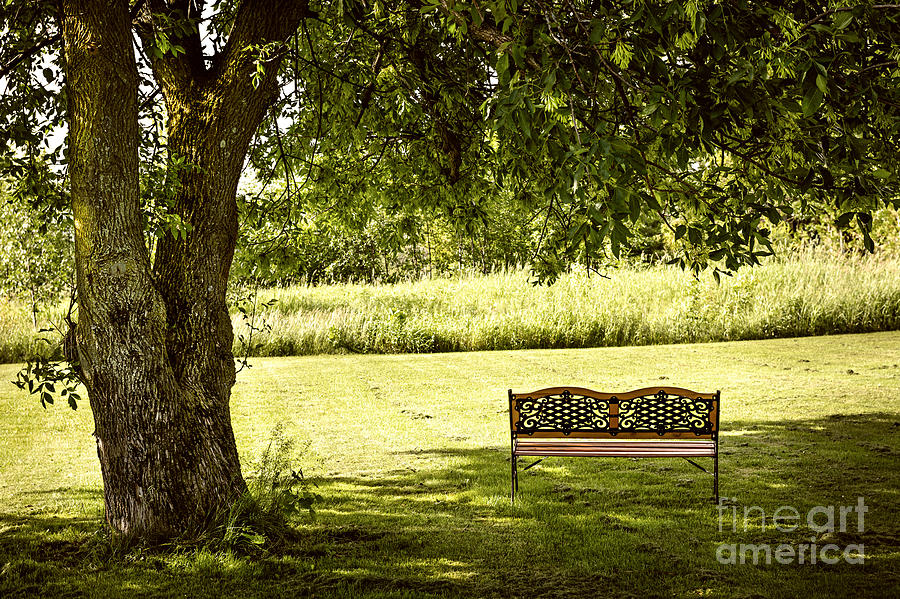 Spring Photograph - Park bench under tree by Elena Elisseeva