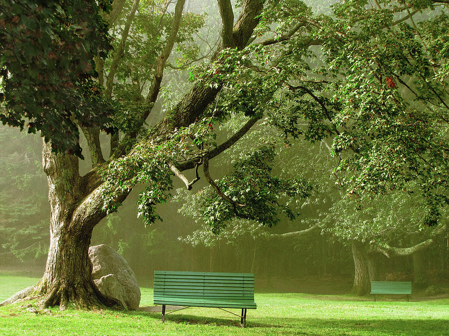 Park Benches Photograph by Francois Dion