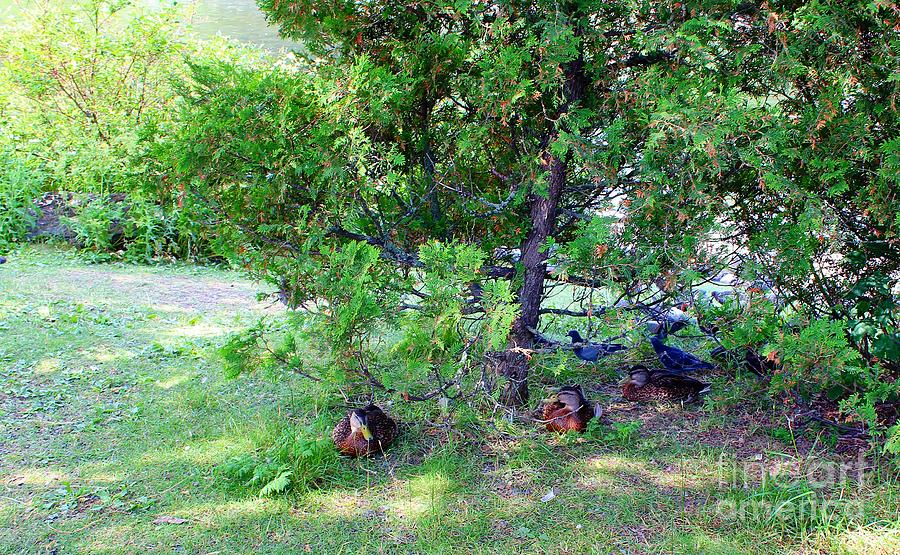 Park Birds Resting in the Shade Photograph by Barbara A Griffin