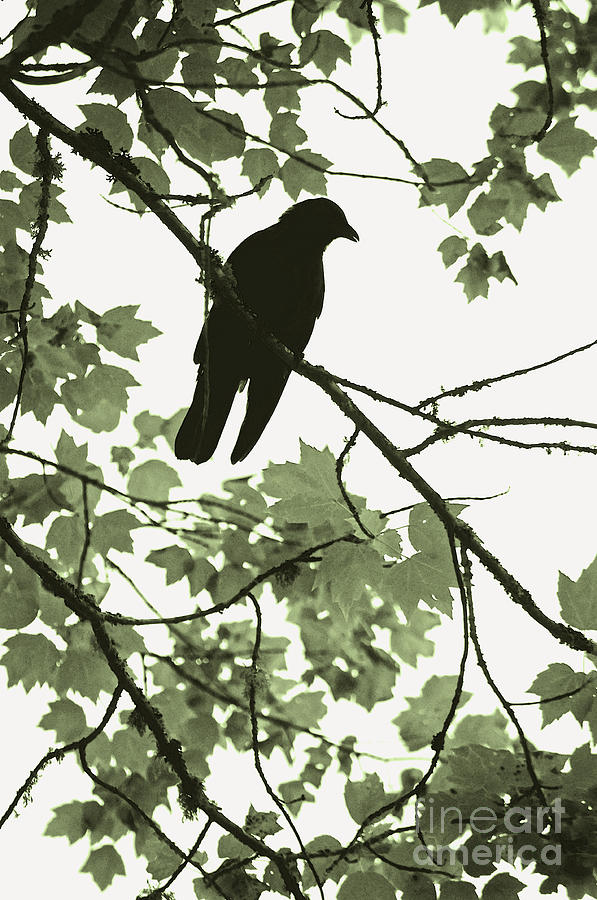 Park Crow Photograph by Gwyn Newcombe