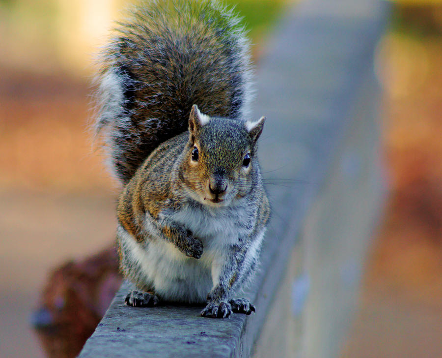 Park Squirrel I Photograph by Daniel Woodrum