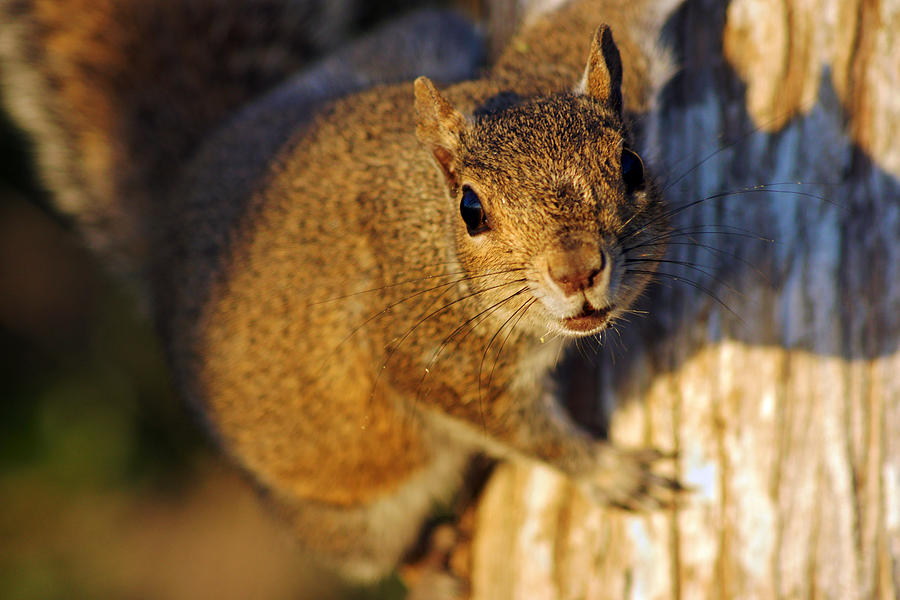 Park Squirrel II Photograph by Daniel Woodrum