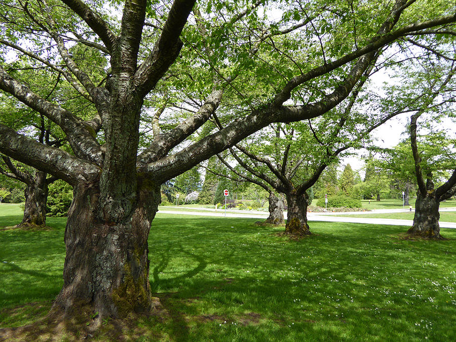 Park Trees Photograph by Laurie Tsemak
