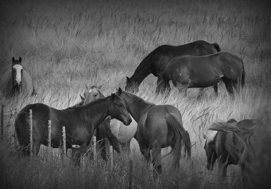 Parker Ranch Horses in Black and White Photograph by Lori Seaman