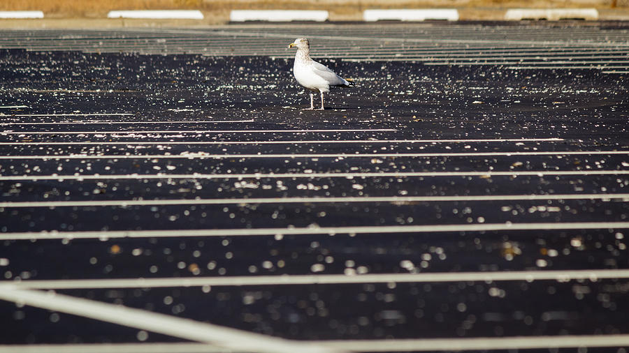 Parking lot seagull Photograph by SAURAVphoto Online Store