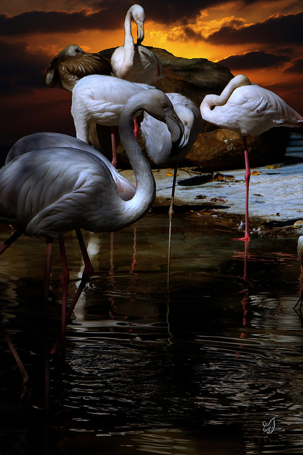 Flamingo Photograph - Parking by Music of the Heart