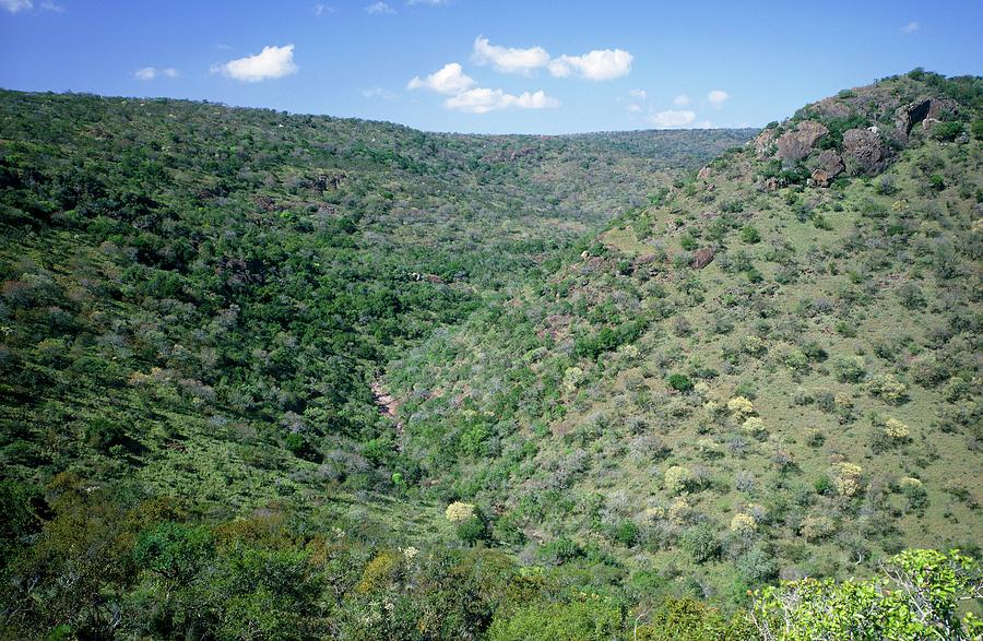 Swaziland Photograph - Parkland Savannah by Sinclair Stammers/science Photo Library Swaziland Photograph - Parkland Savannah by Sinclair Stammers/science Photo Library