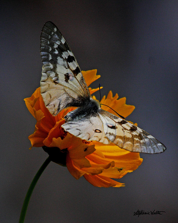Parnassian on Flower Photograph by Stephanie Salter