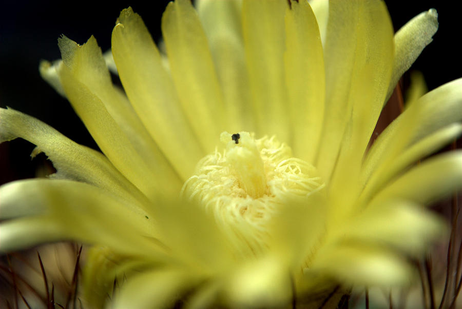 Parodia sp Cactus Flower Photograph by Nathan Abbott