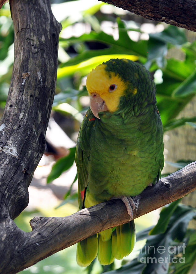 Parrot Photograph by Lydia Holly