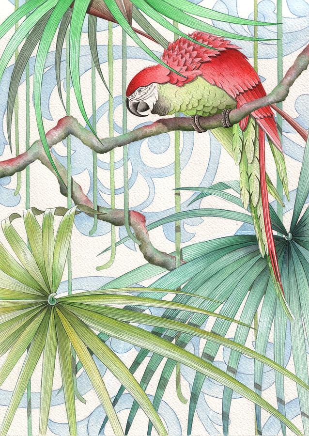 Macaw Drawing - Parrot, 2008 by Jenny Barnard