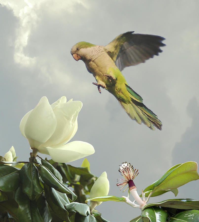 Parrot and Magnolia Tree Digital Art by M Spadecaller