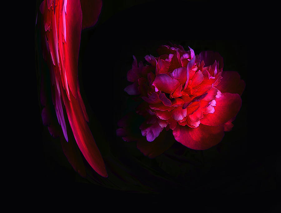 Feather Photograph - Parrot and Paeony Illusion by Stephanie Grant