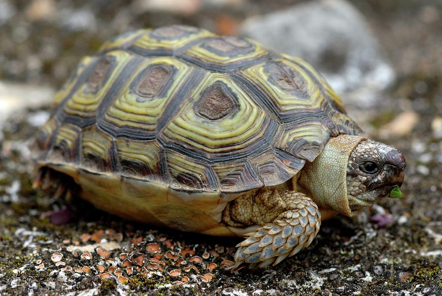 Parrot-beaked Tortoise Photograph by Peter Chadwick/science Photo Library