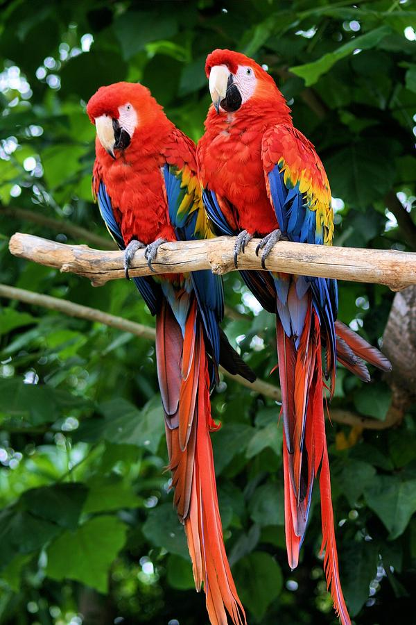 Parrot Buddies Photograph by Jane Girardot
