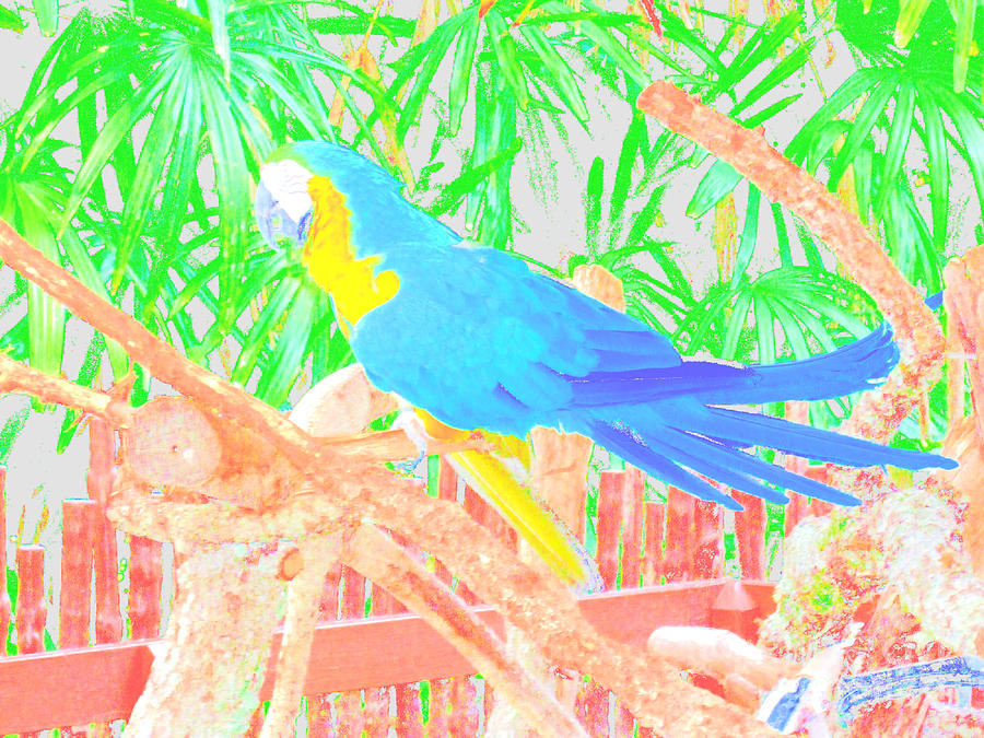 Parrot. Colors Photograph by Oksana Semenchenko