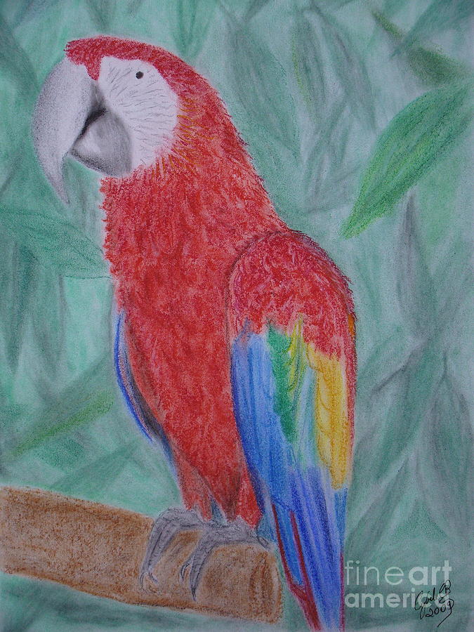 Parrot Painting by Cybele Chaves