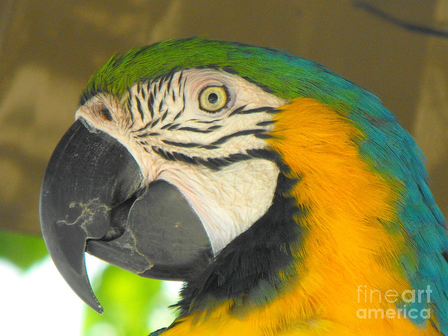 Parrot Photograph by Erick Schmidt