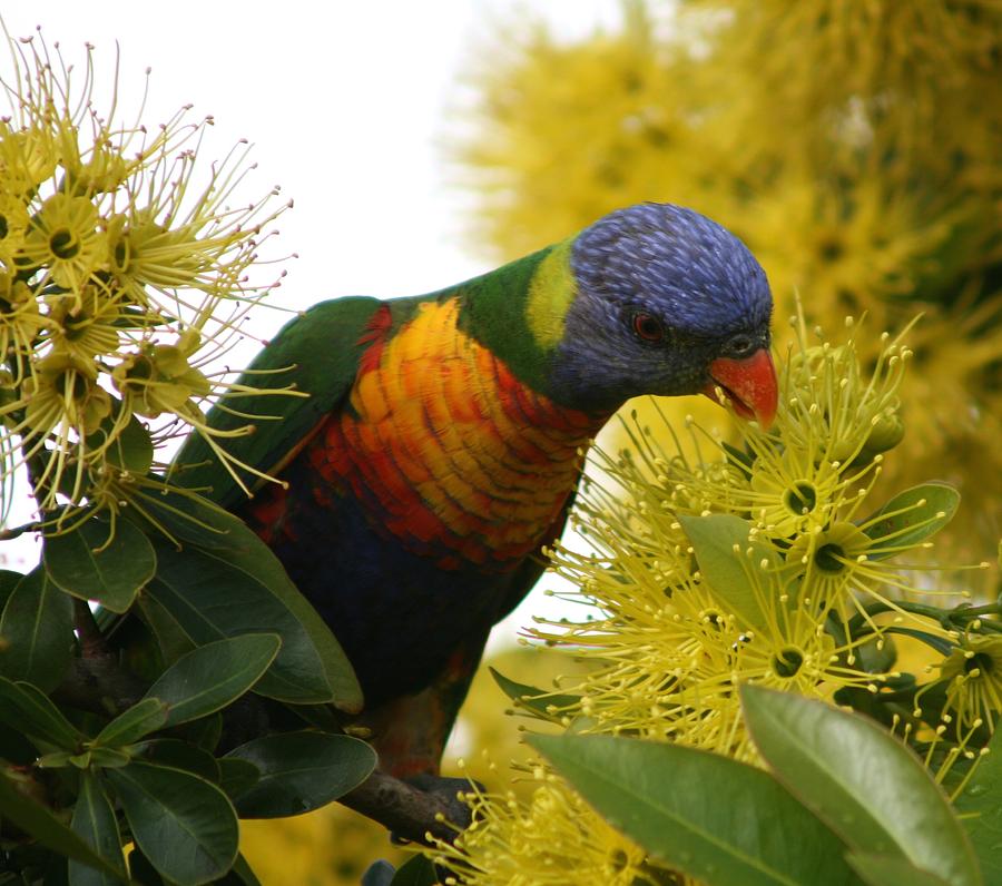 Parrot Extracting Honey Photograph By Phoenix De Vries - Fine Art America