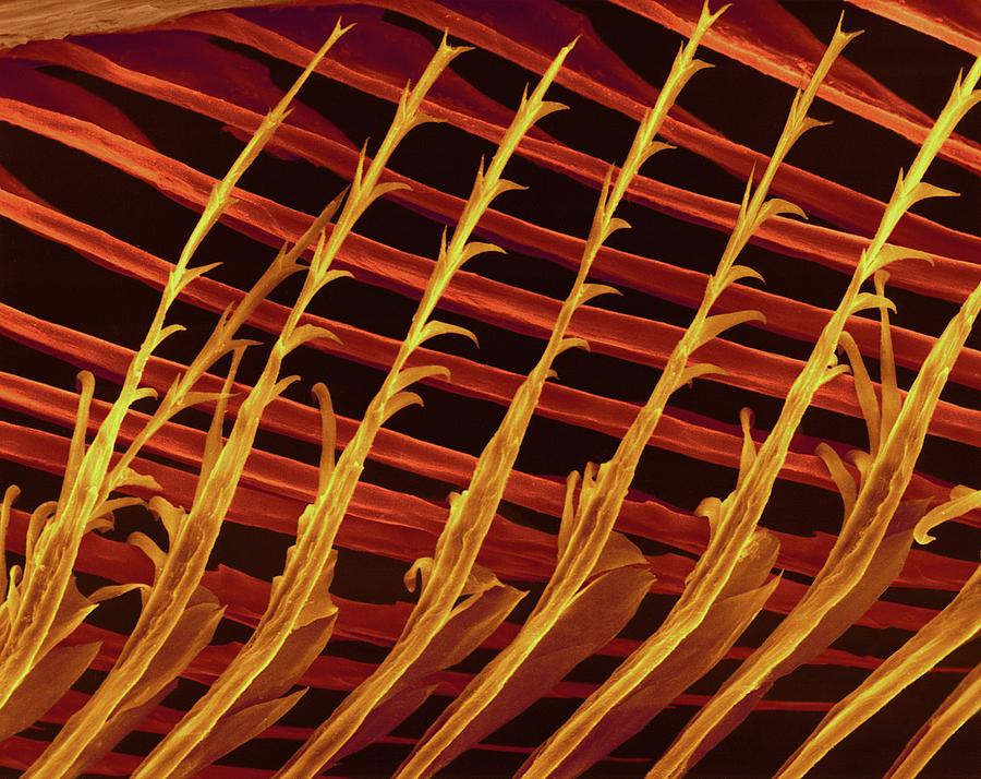 Parrot Feather Barbules And Barbule Hooks Photograph by Dennis Kunkel Microscopy/science Photo Library