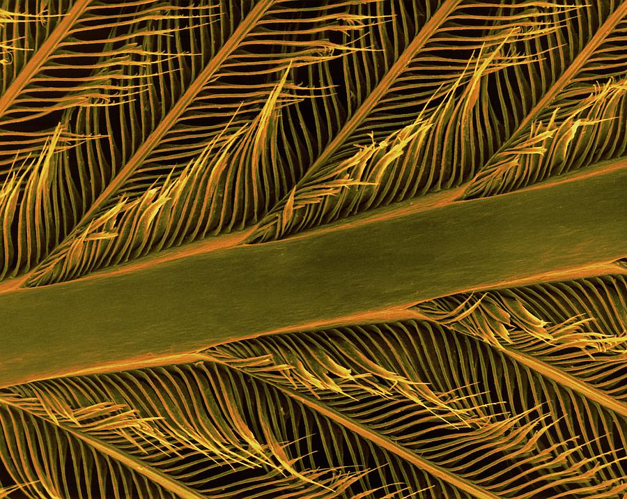 Parrot Feather Rachis Photograph by Dennis Kunkel Microscopy/science Photo Library