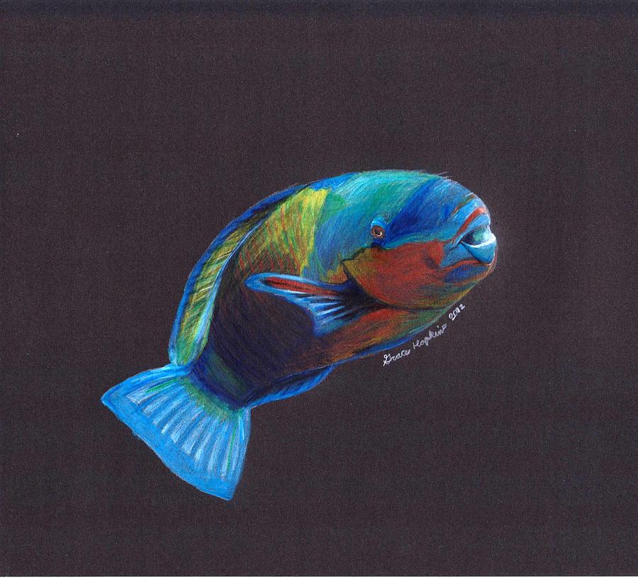 Parrot Fish Drawing by Grace Hopkins Fine Art America