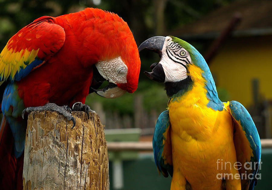 Parrot Friends Photograph by Raymond Earley
