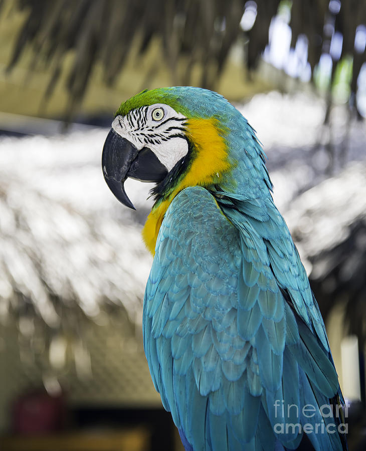 Parrot  Photograph by Glenn Gordon