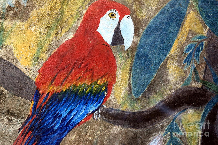 Parrot Photograph - Parrot Graffiti by Sophie Vigneault