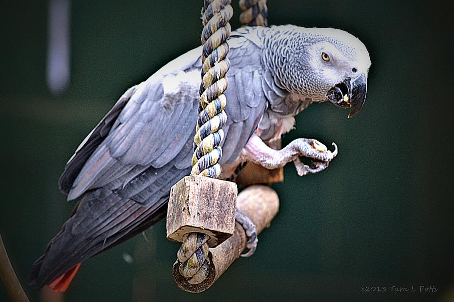 Parrot Having a Snack Photograph by Tara Potts