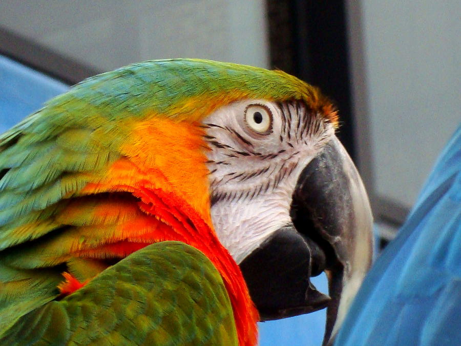 Parrot head Photograph by Elena Crouch - Fine Art America