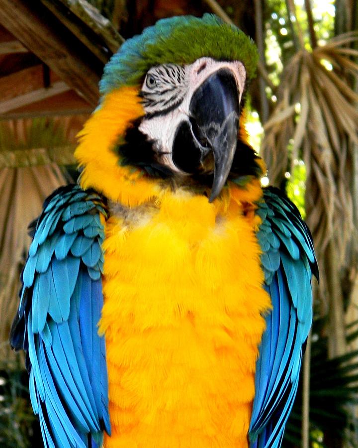 Parrot II Photograph by Bruce Kessler