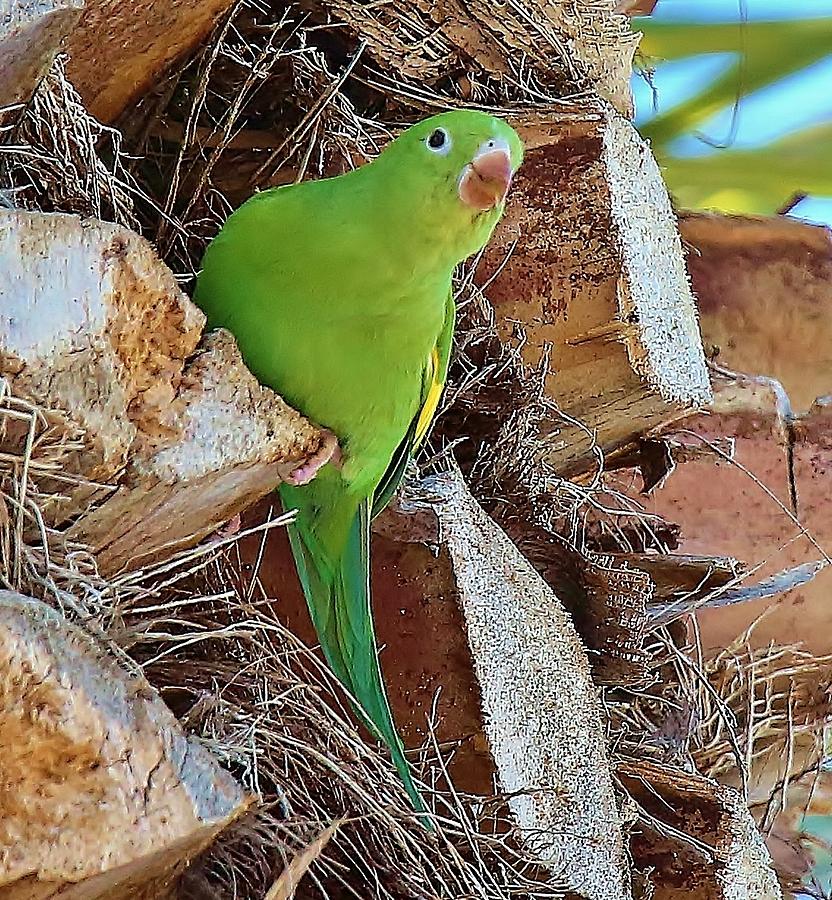 Parrot In Tree Photograph by Cathy Gibson - Pixels