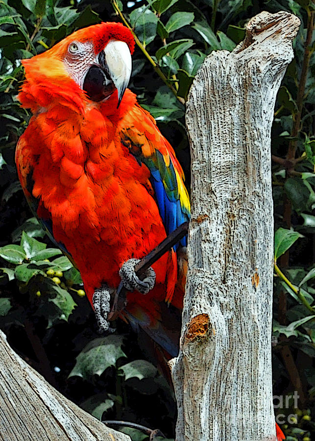 The Scarlet Macaw Parrot Photograph by Lydia Holly
