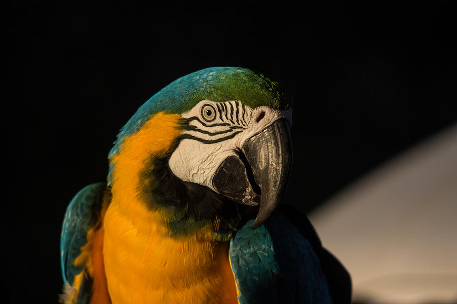 Parrot Photograph