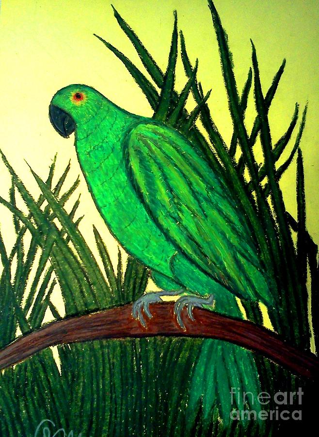 Parrot Pastel By Neil Stuart Coffey - Fine Art America