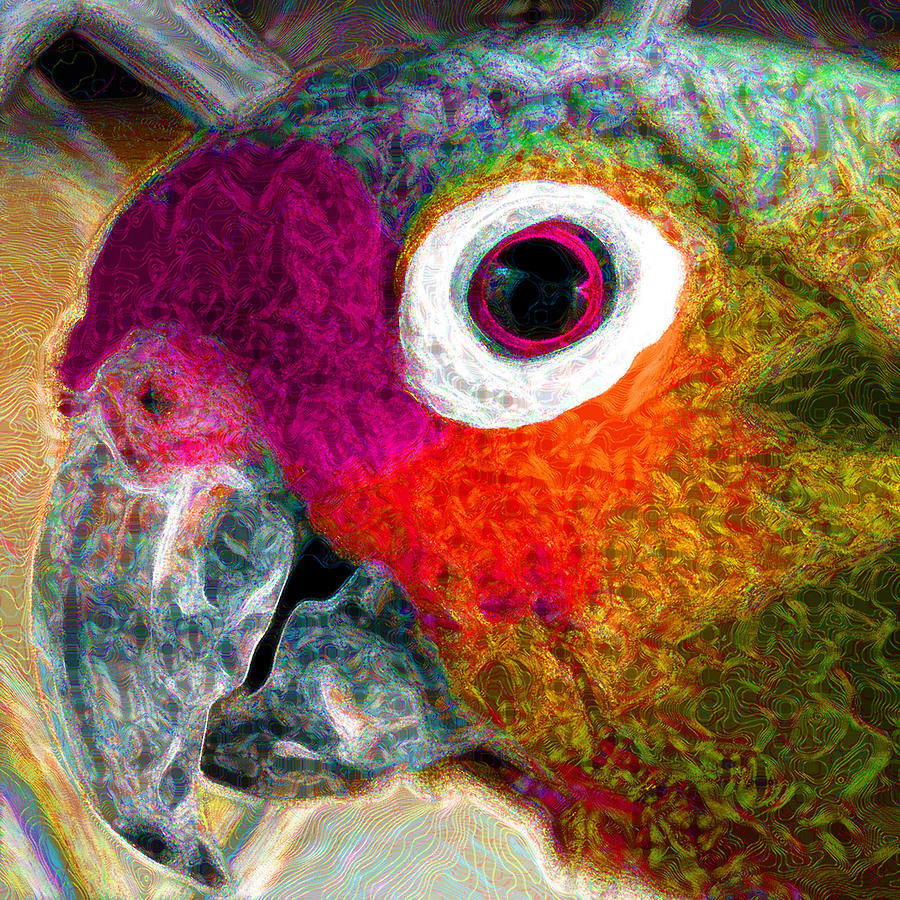 Parrot Of The Sixties Photograph by Rory Siegel