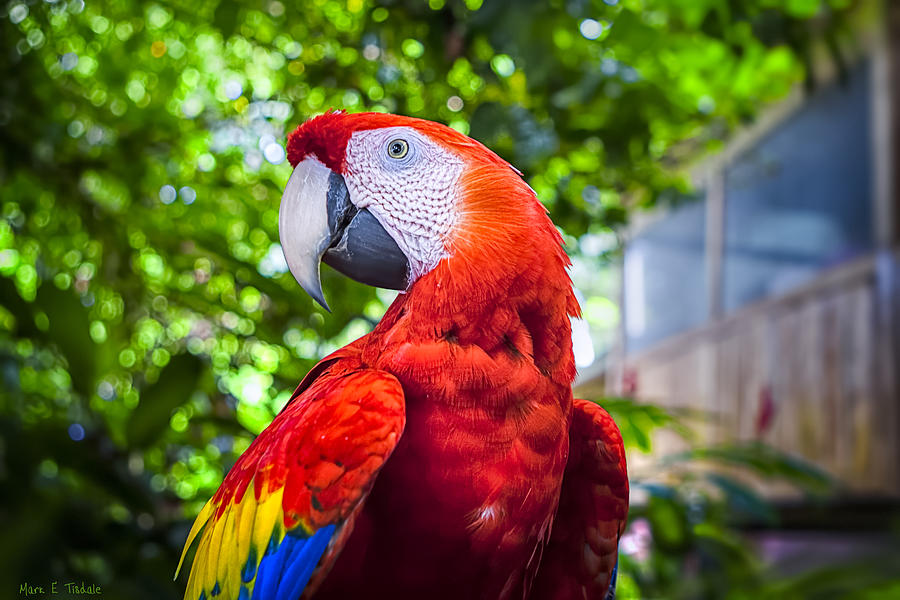 Parrot of Two Worlds - Scarlet Macaw Photograph by Mark Tisdale