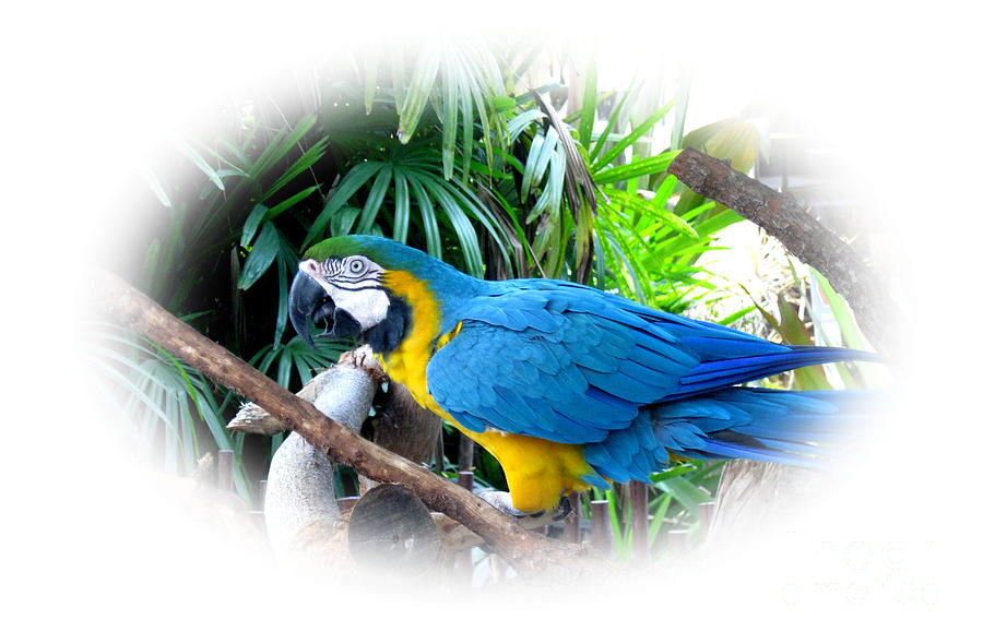 Blue Yellow Macaw. Image of Bird Photograph by Oksana Semenchenko