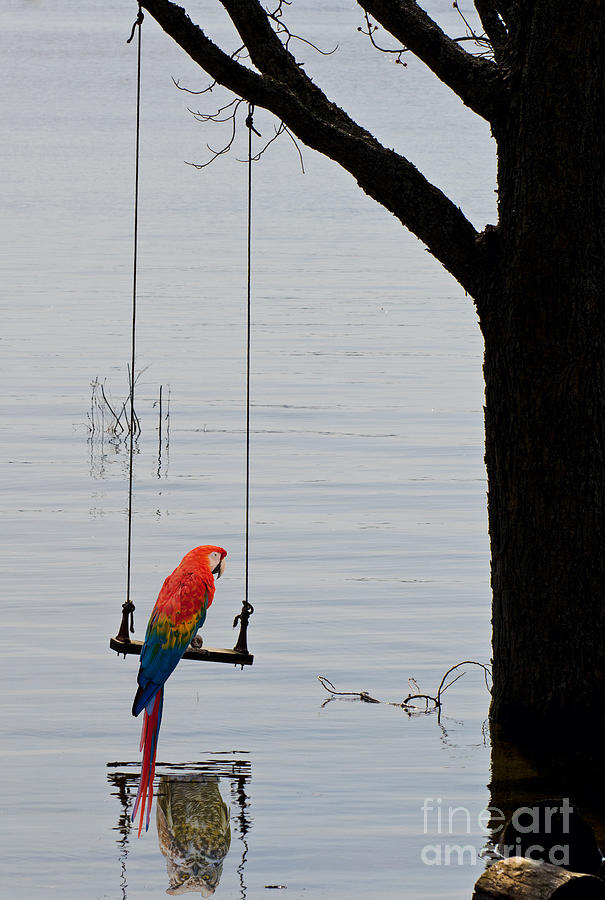 Parrot on a swing Photograph by Les Palenik