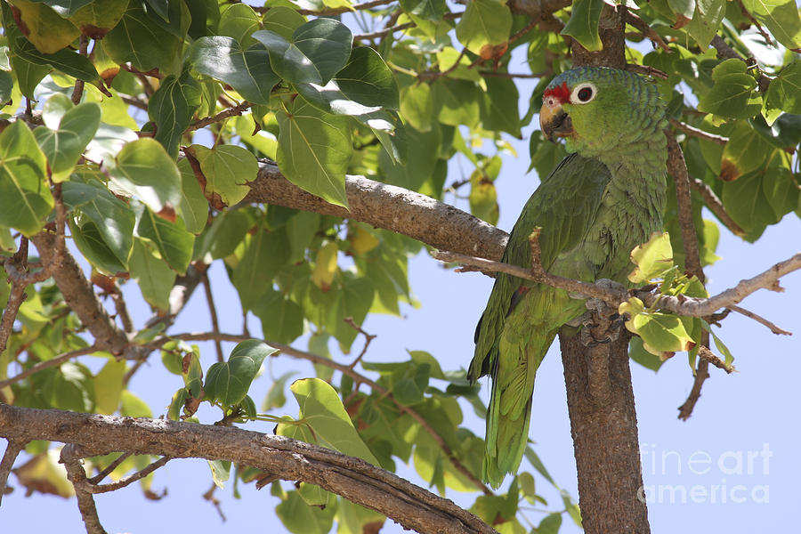 Parrot Paradise Photograph By Christina Gupfinger Fine Art America